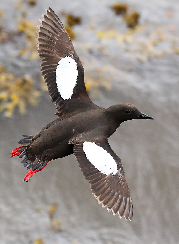 Black guillemot